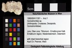 Foto (Objket + Etiketten) von Goniodromites sp. 